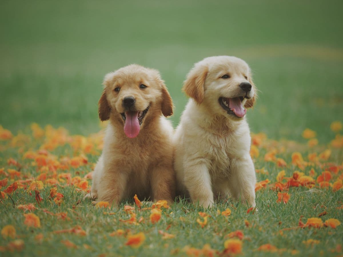 Custom Pins & Hinge Shafts